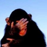 embarrassed-chimpanzee